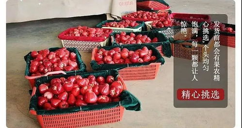 南国红宝石，清甜沁心脾——探秘海南红宝石莲雾